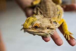 Terrarium dla Agamy brodatej karłowatej