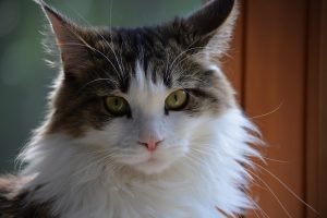 Maine Coon w praktyce