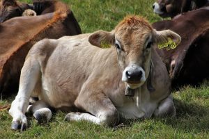 Żywienie zwierząt hodowlanych – wysłodki melasowane