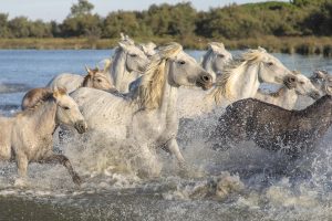 Sieczka z lucerny dla koni – najlepsze właściwości i korzyści dla twojego wierzchowca
